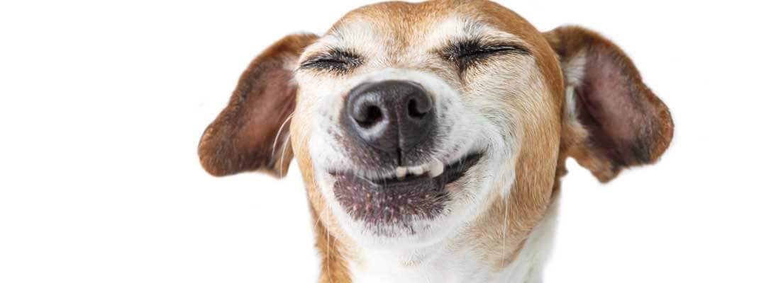 Dental Health Smiling Dog