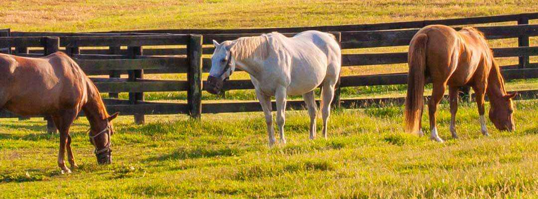 Protecting Horses from Poisonous Plants Protecting Horses from Poisonous Plants