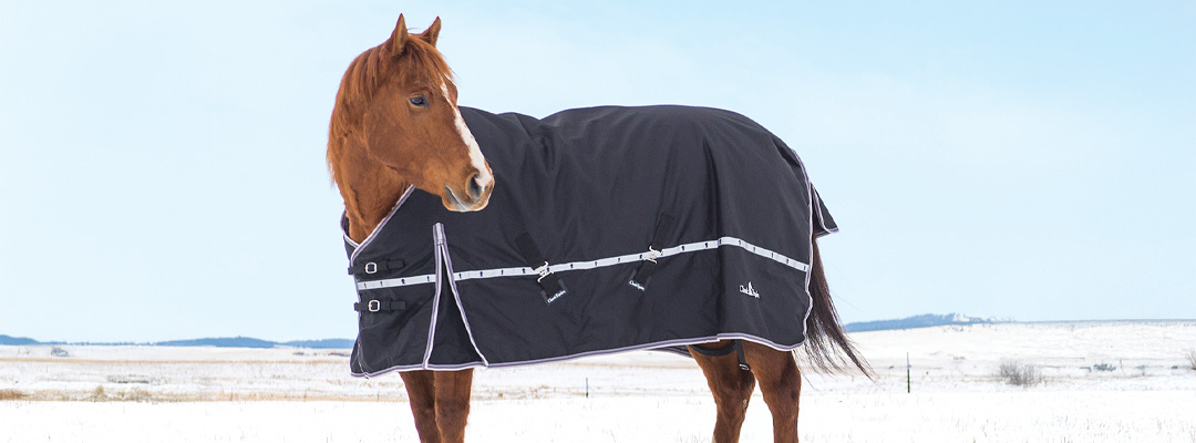 How to Pick the Best Winter Blanket for Your Horse How to Pick the Best Winter Blanket for Your Horse