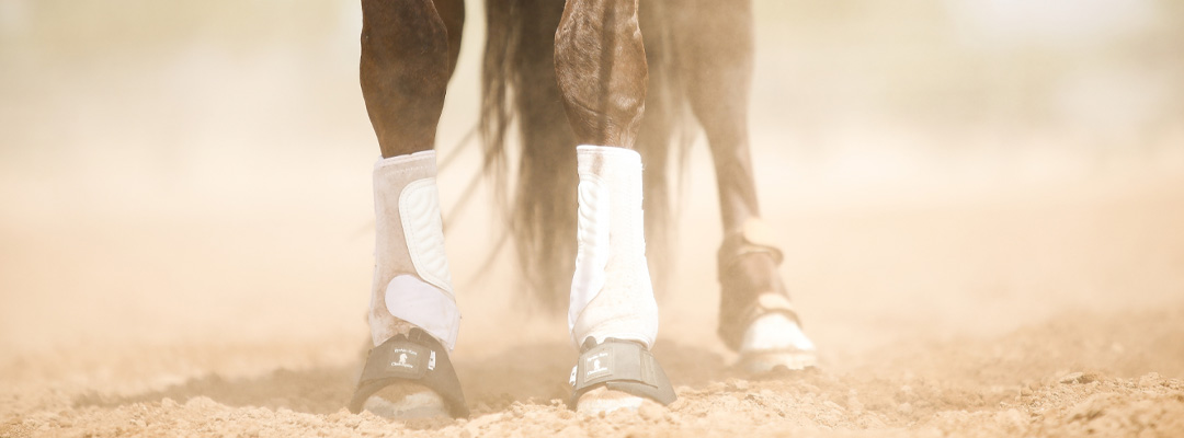 How to Protect Your Horse's Legs: A Guide to Splint Boots, Bell Boots, and More