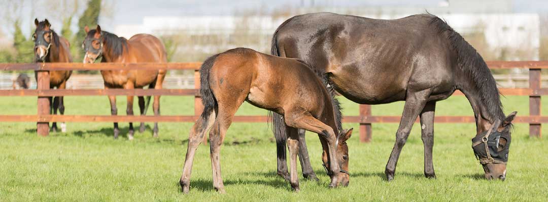 Does Light Influence Your Horse's Health? Does Light Influence Your Horse's Health?