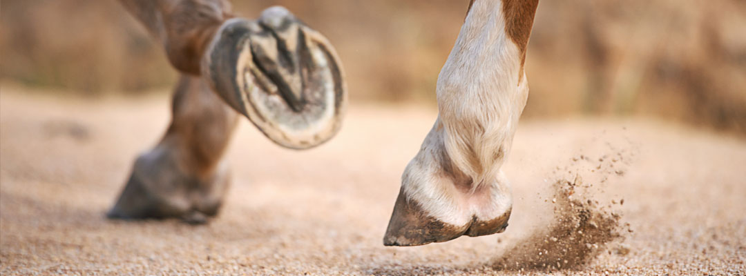 Hoof Supplements: An Overview Hoof Supplements: An Overview
