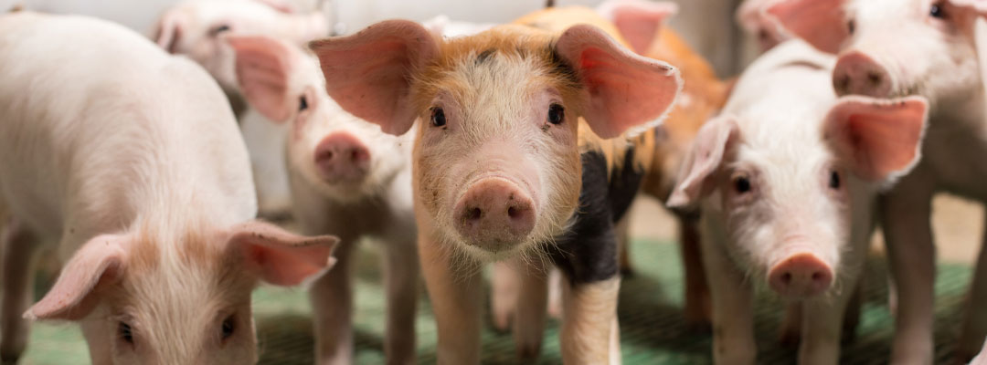 Keys to a Successful Farrowing Keys to a Successful Farrowing