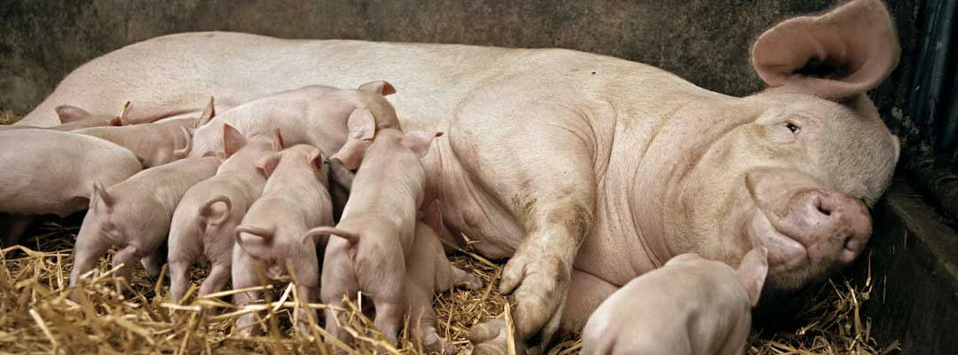 Are Your Sows Farrowing Ready Are Your Sows Farrowing Ready