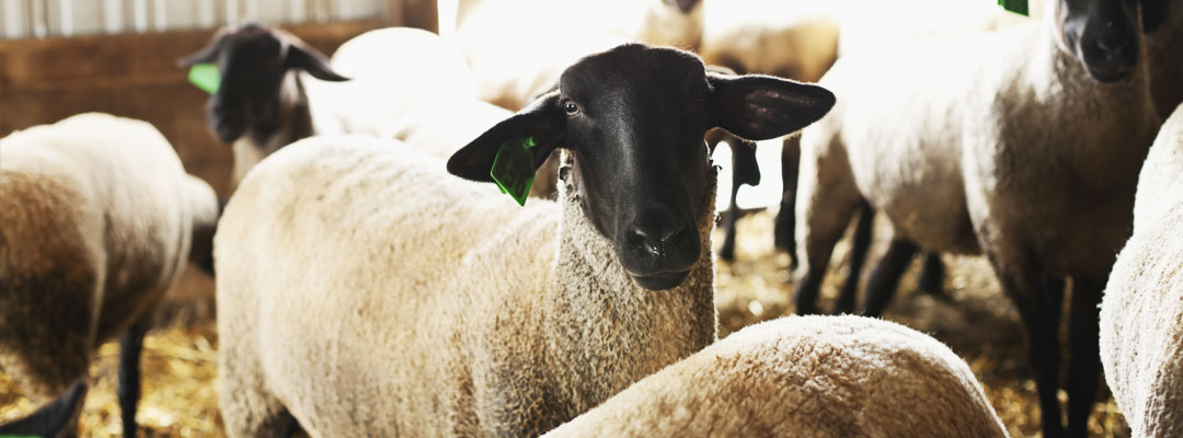 Preparing Ewes and Does for a Successful Lambing and Kidding Season