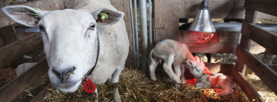 Preparing for Lambing and Kidding: Supplies, Signs, and Support Preparing for Lambing and Kidding: Supplies, Signs, and Support