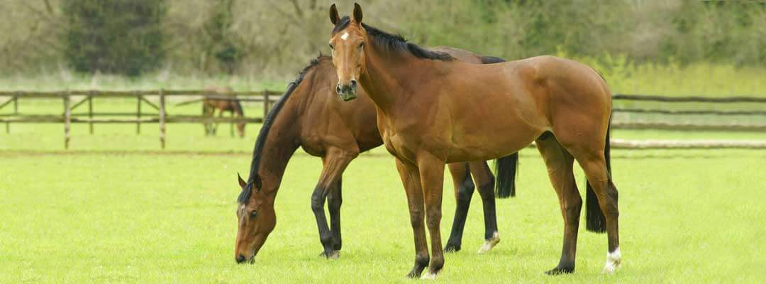 10 Facts About Equine West Nile Virus West Nile Virus Facts
