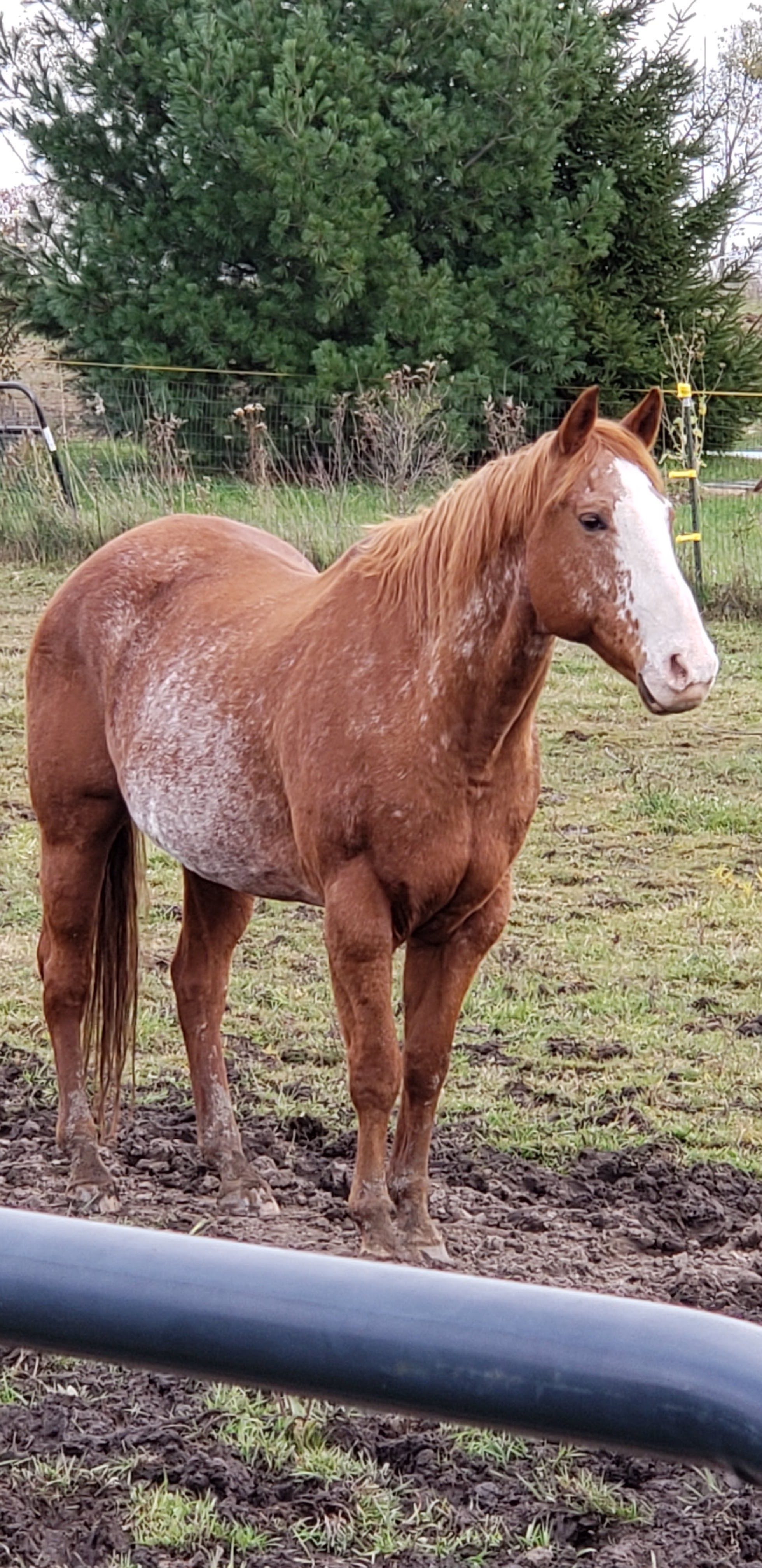 Equine Cushings Disease Equine Cushings Disease