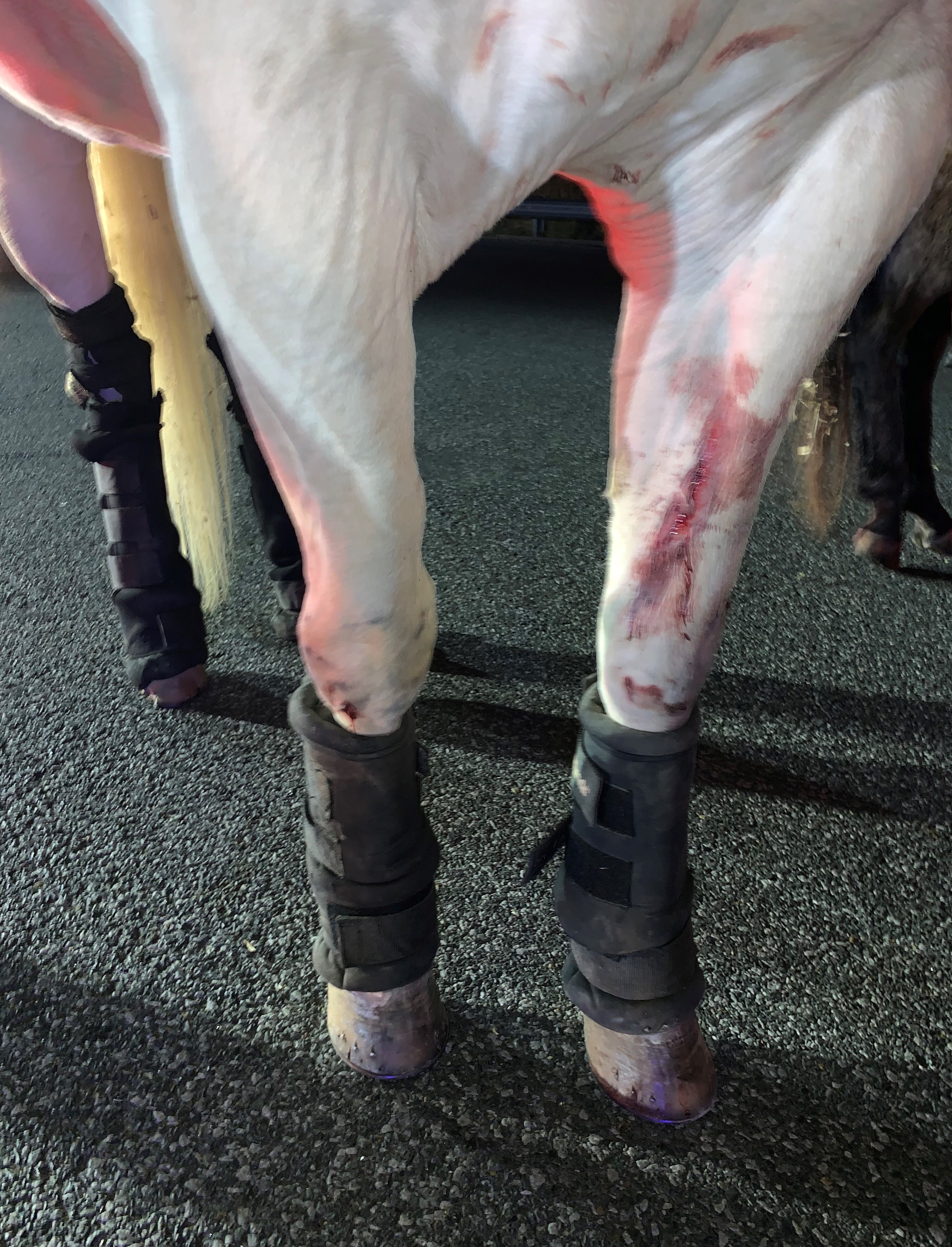 Horse and Horse Leg Injury Horse Leg Injury