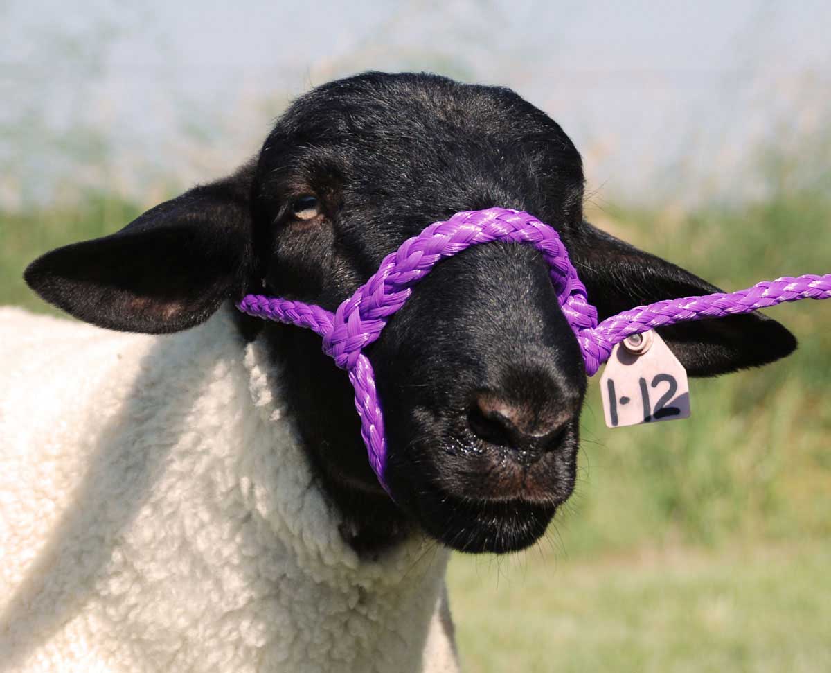 Poly Rope Sheep Halter Weaver Livestock Halters Leads Show Sheep