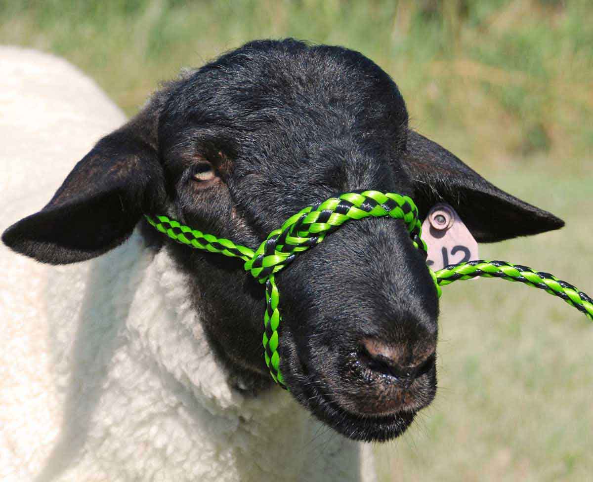 Poly Rope Sheep Halter Weaver Livestock Halters Leads Show Sheep