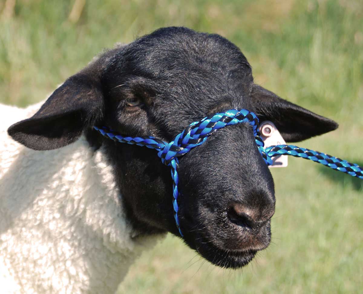 Poly Rope Sheep Halter Weaver Livestock Halters Leads Show Sheep