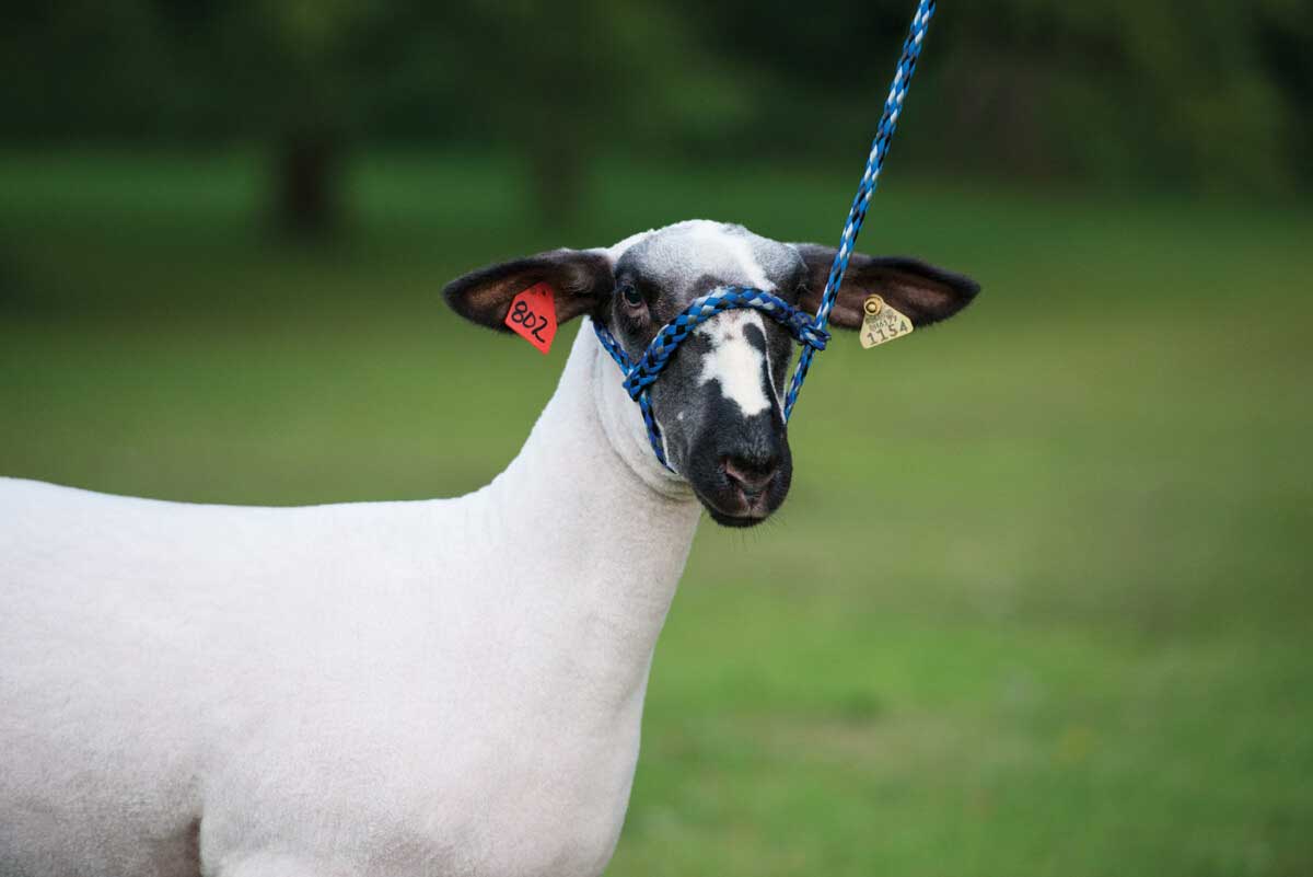 Sheep Rope Halter Rope Halter Sheep at Lori Chambers blog