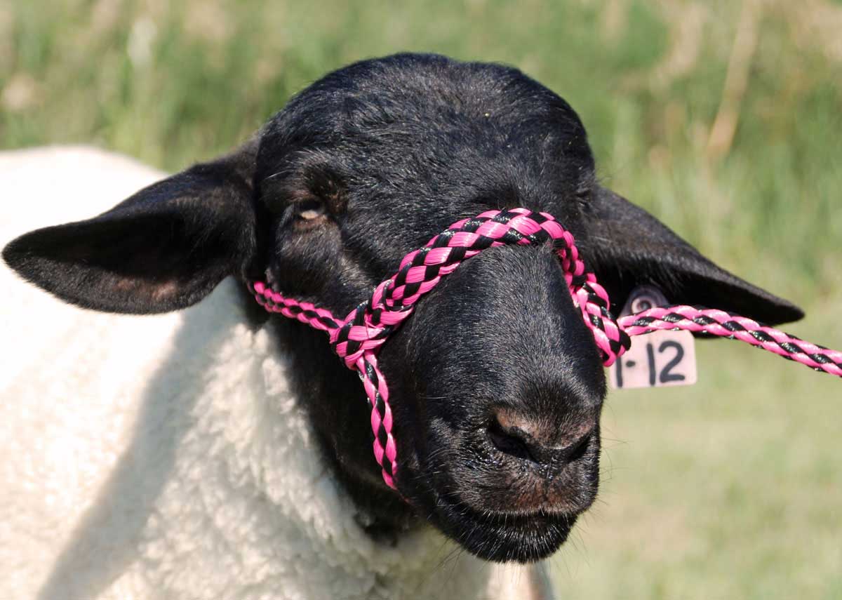 Poly Rope Sheep Halter Weaver Livestock Halters Leads Show Sheep