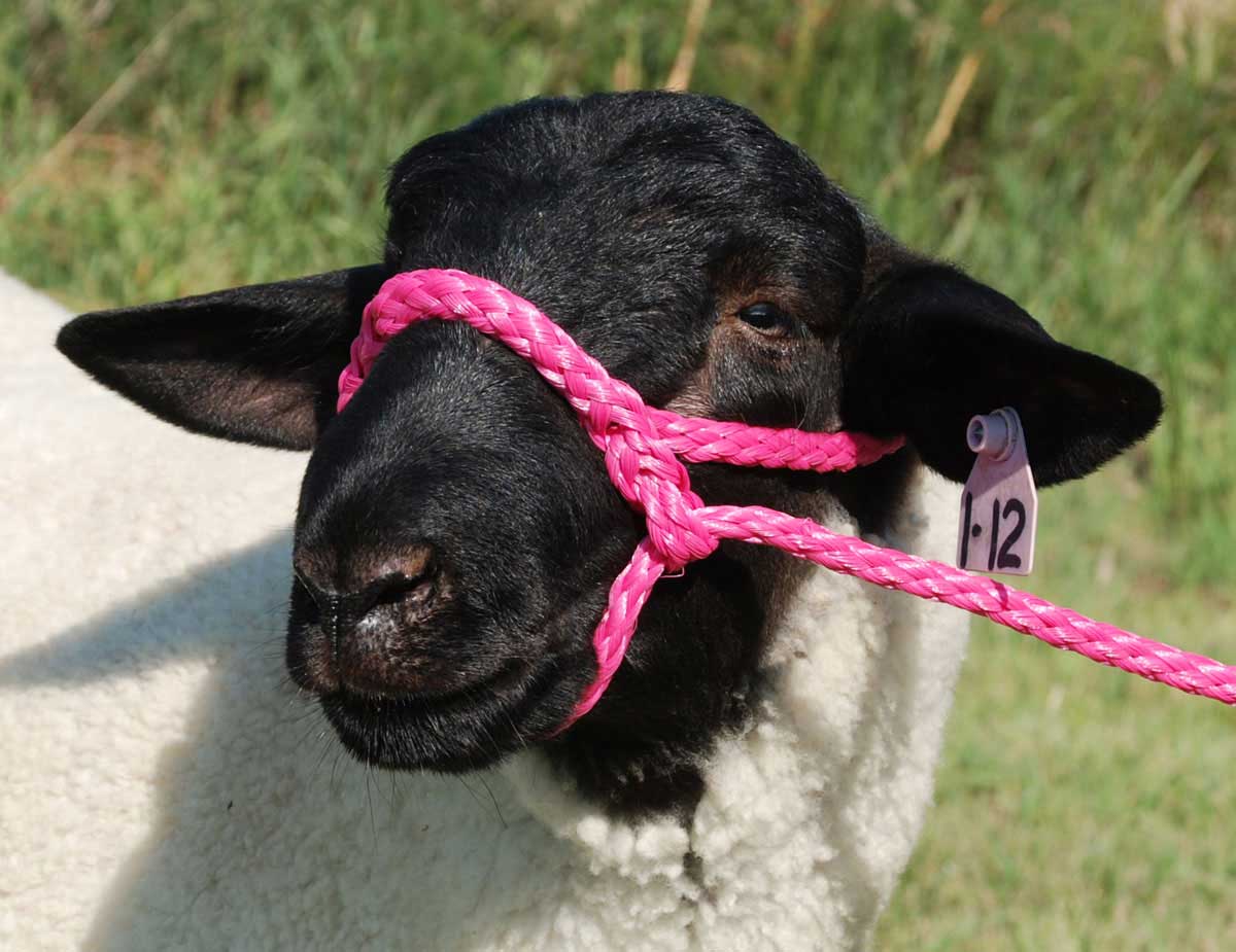 Poly Rope Sheep Halter Weaver Livestock Halters Leads Show Sheep