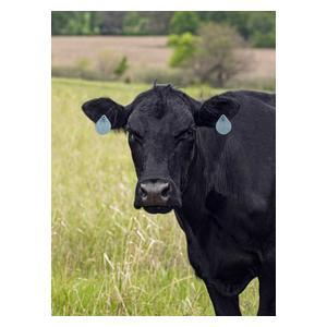 Corathon Insecticide Cattle Ear Tags 20 ct - Item # 11411