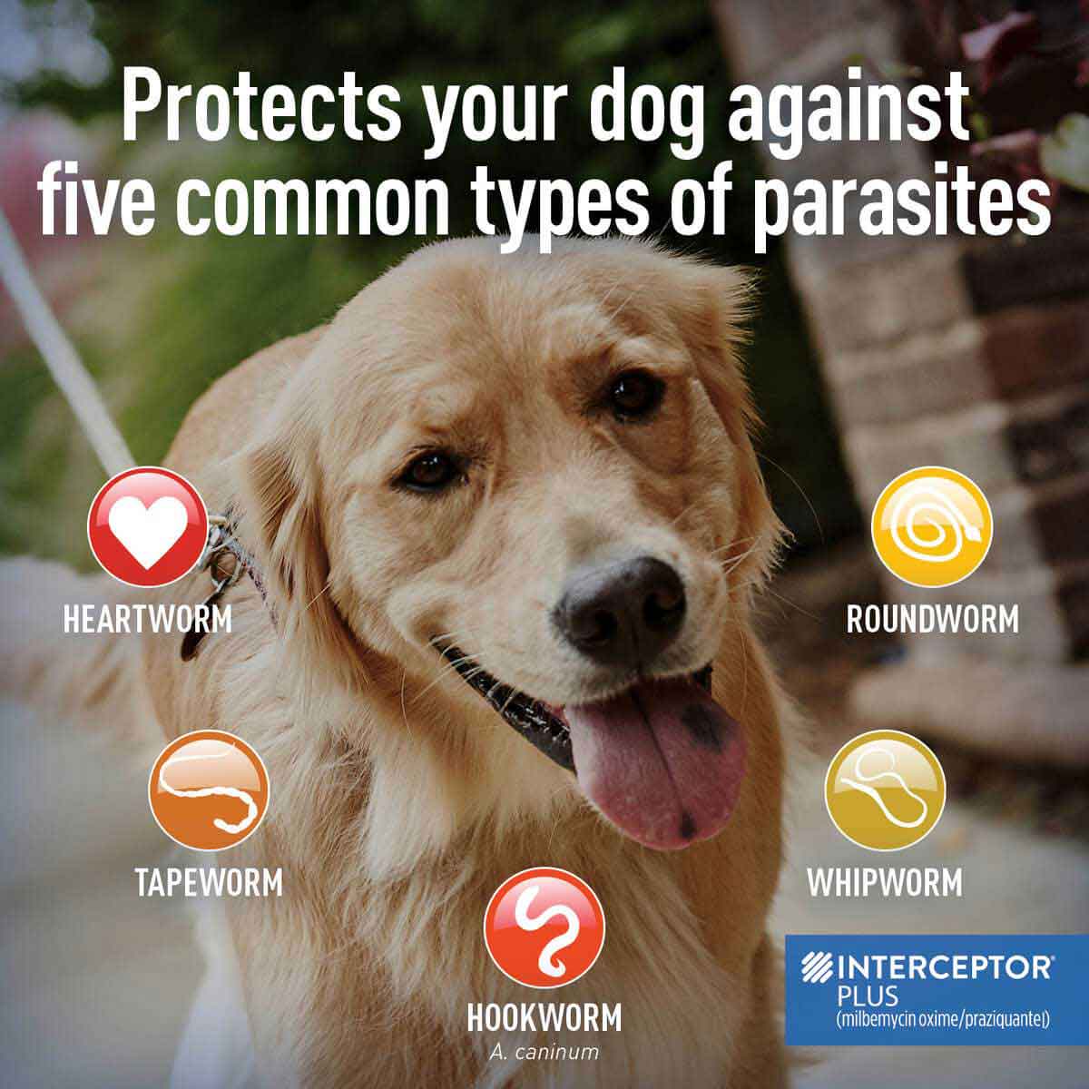 What Is Interceptor Plus For Dogs