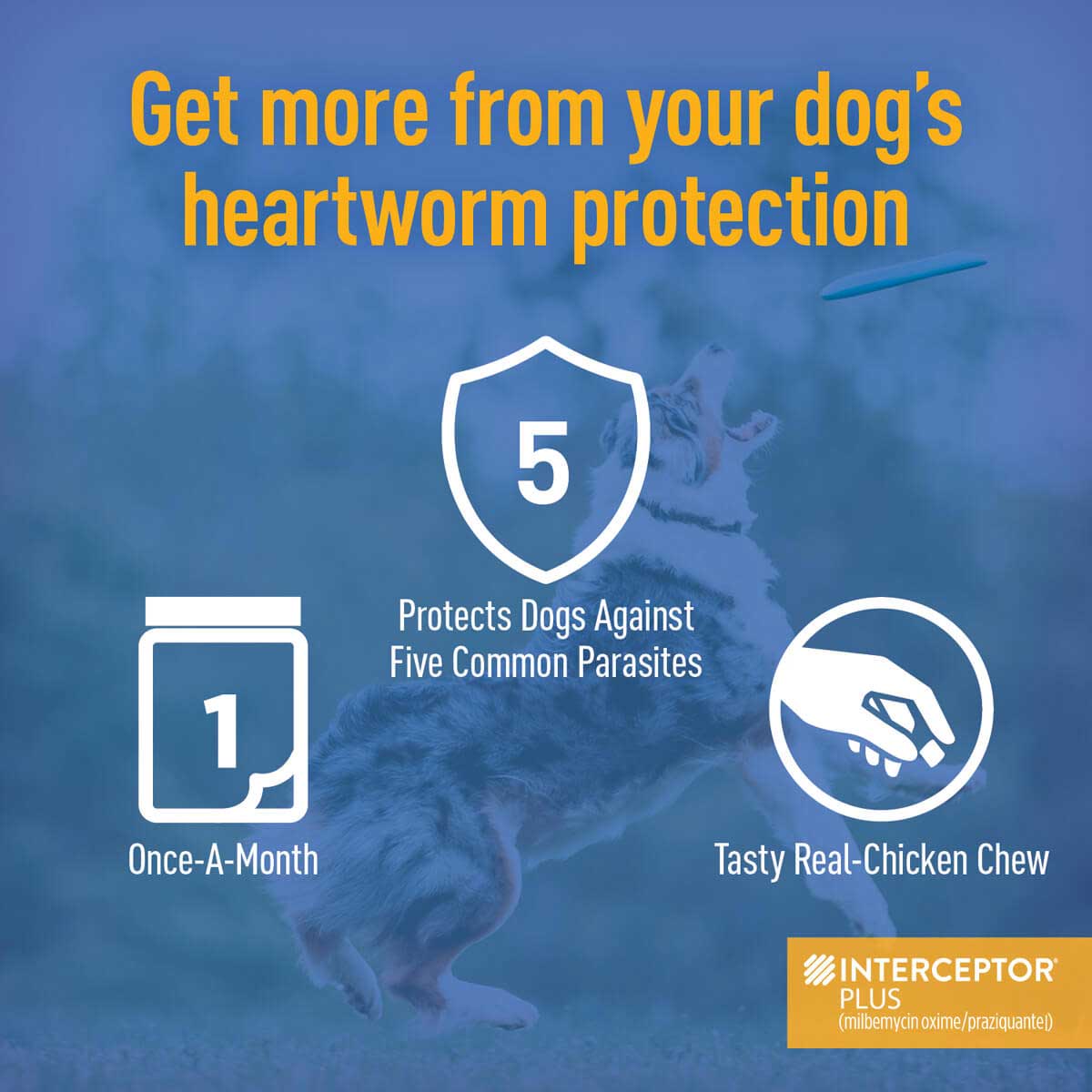 interceptor-plus-for-dogs-elanco-animal-health-safe-pharmacy