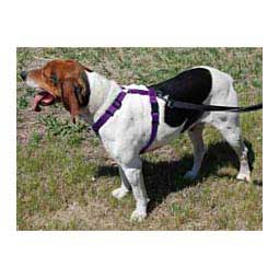 Scott's Adjustable Harness Purple 1'' (22-38'' chest) - Item # 13326C