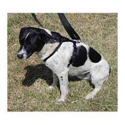 Scott's Adjustable Harness Black 5/8'' (12-20'' chest) - Item # 13328