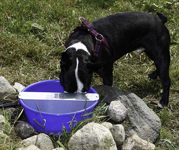 FAQ -- Automatic Dog Waterers