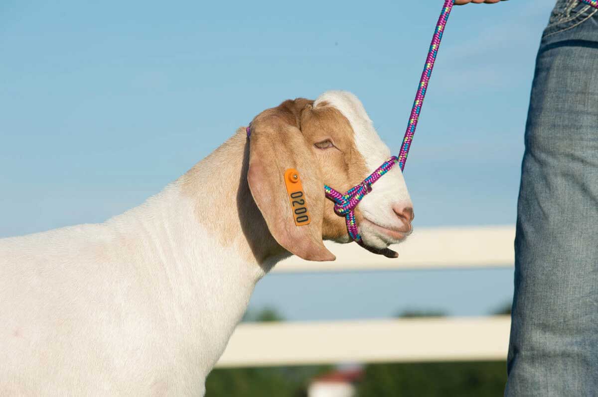small livestock halter goat sheep alpaca hot pink goat halter