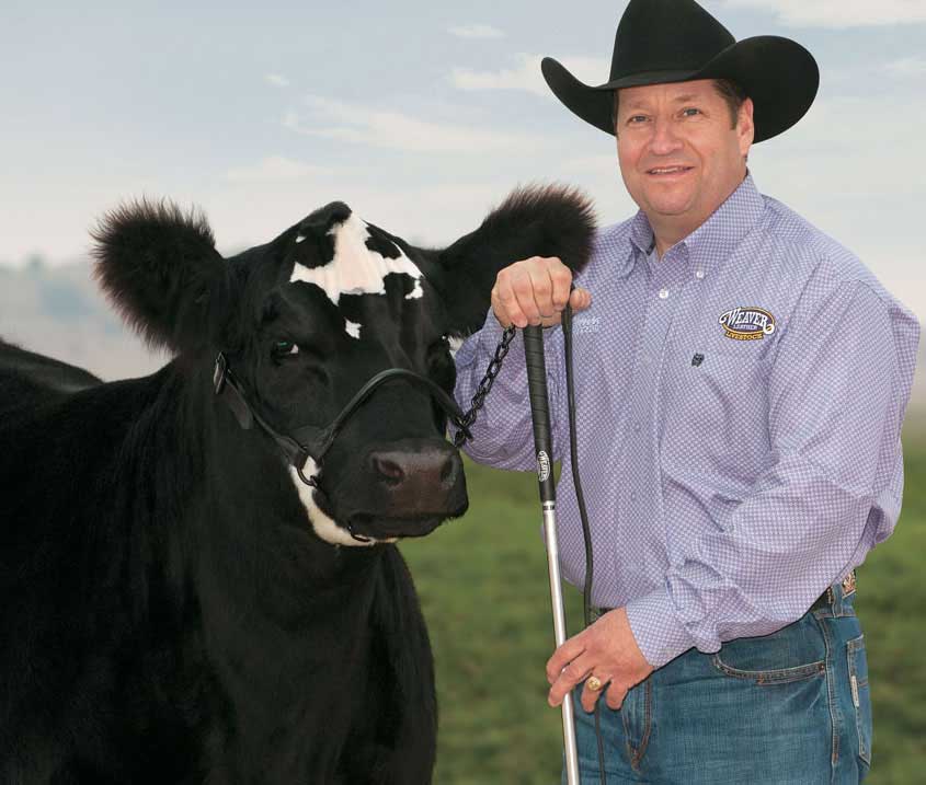 Weaver Leather Sleek Look Cow Heifer Steer Calf Show Halter Control Chain Lead 