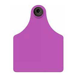 Tamperproof Blank Maxi Cattle ID Ear Tags Purple - Item # 14523