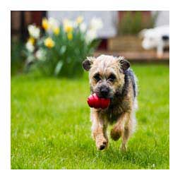 Kong Classic Dog Toy M (15 to 35 lbs) - Item # 15046