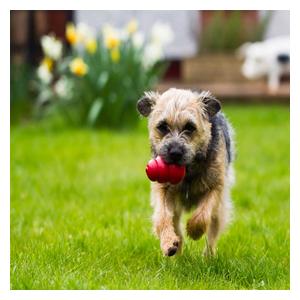 Kong Classic Dog Toy M (15 to 35 lbs) - Item # 15046
