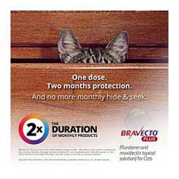 Bravecto Plus Topical Solution for Cats 2.6-6.2 lbs 1 ct - Item # 1529RX