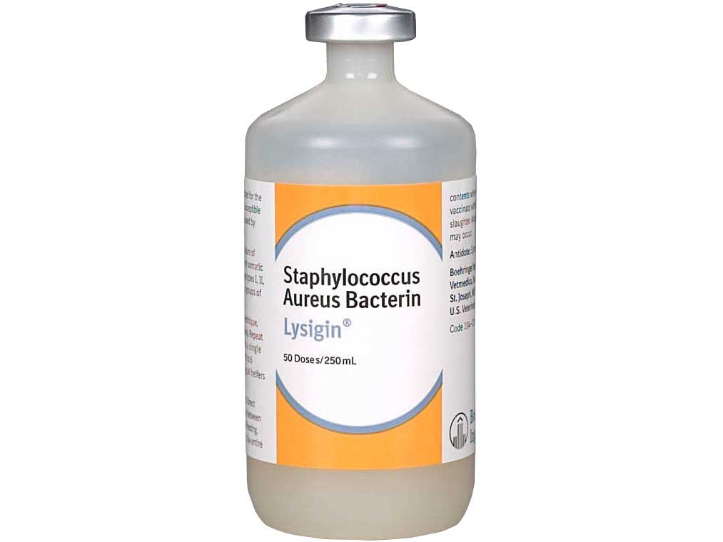 Lysigin Cattle Vaccine Boehringer Ingelheim Mastitis Miscellaneous