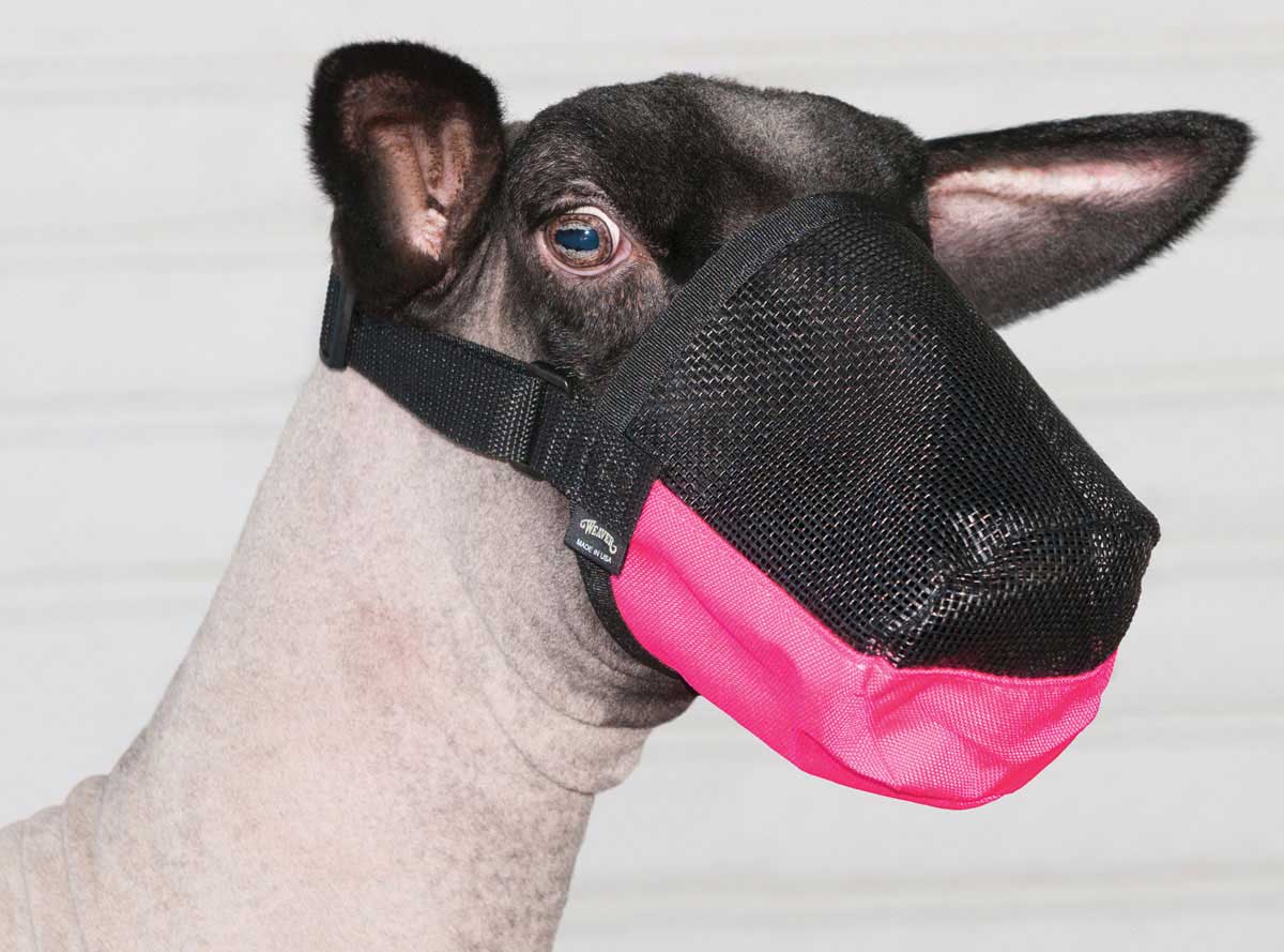 Auto Look Perfect >> Deluxe Adjustable Goat/Sheep Muzzle Hot Pink - Item # 17510 Auto Look Perfect >> Deluxe Adjustable Goat/Sheep Muzzle Hot Pink - Item # 17510