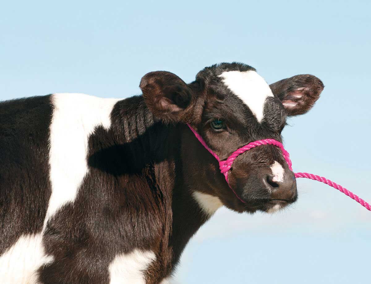 Sheep/Bucket Calf Poly Halter Weaver Livestock Halters Leads Show Sheep Showing Grooming Far