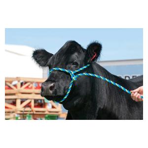 Cattle Poly Halter Blue/Lime - Item # 17731