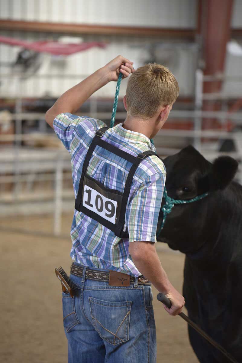Weaver Exhibitor Number Harness for Livestock Showing Black Small/Medium 