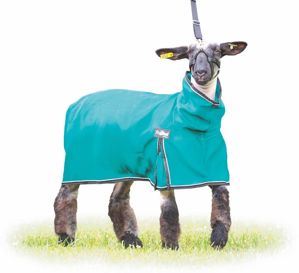 Extra-Large Teal Weaver Leather Sheep Blanket Solid Butt 