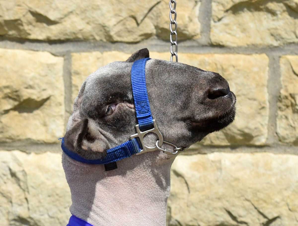 thumbnail image 2 of Weaver Leather Llama Livestock Halter - Blue Small Nylon Halter For Young Llamas 2 of 11