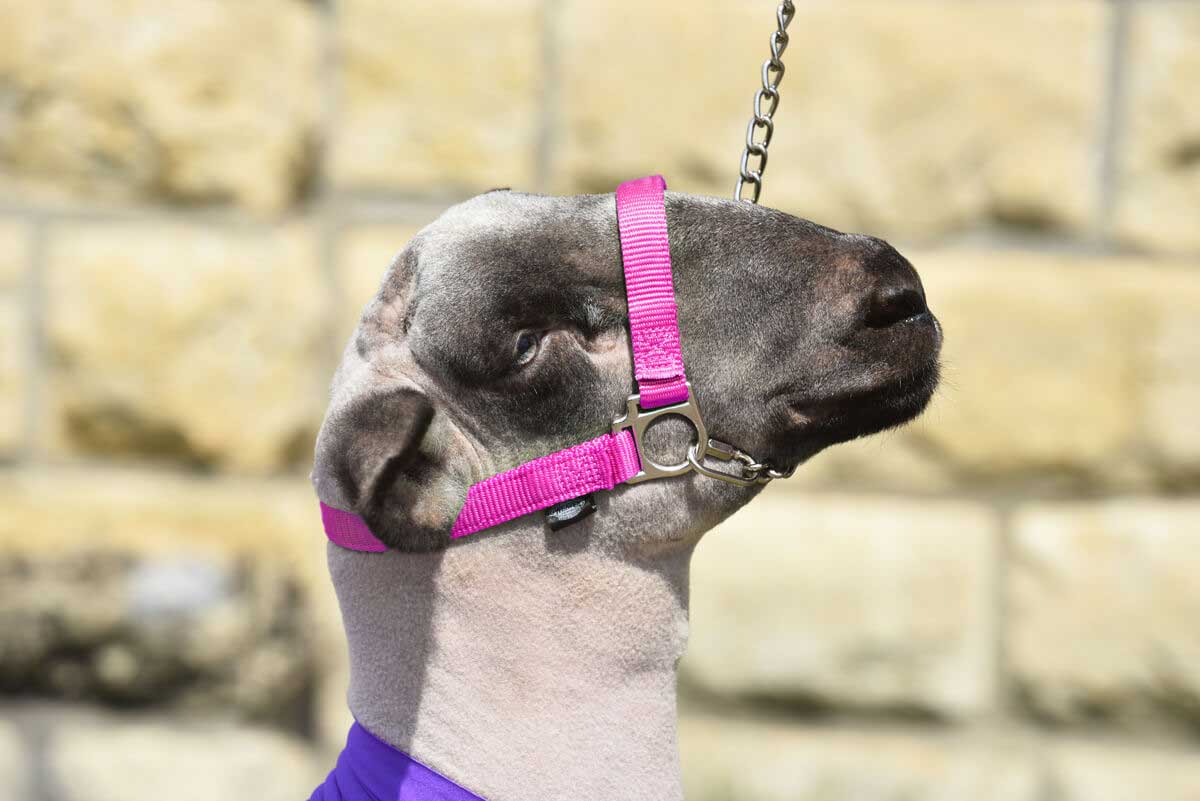 Nylon Sheep Halter & Lead Pink Fusion Item 22741