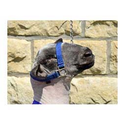 Nylon Sheep Halter & Lead Blue - Item # 22741