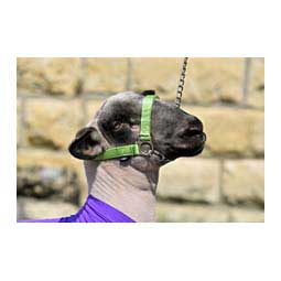 Nylon Sheep Halter & Lead Lime Zest - Item # 22741