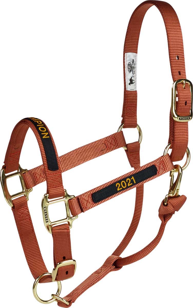 Custom Buckle Halter