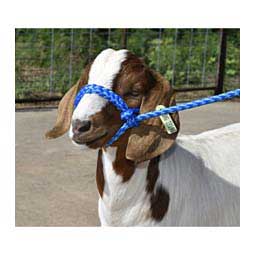 Braided Nylon Halter Blue - Item # 23138