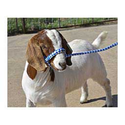 Braided Nylon Halter Blue/White - Item # 23138