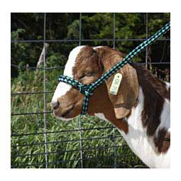 Braided Nylon Halter Green/Black - Item # 23138