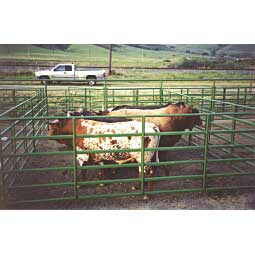 Super Classic Bull Panel 16' - Item # 26471