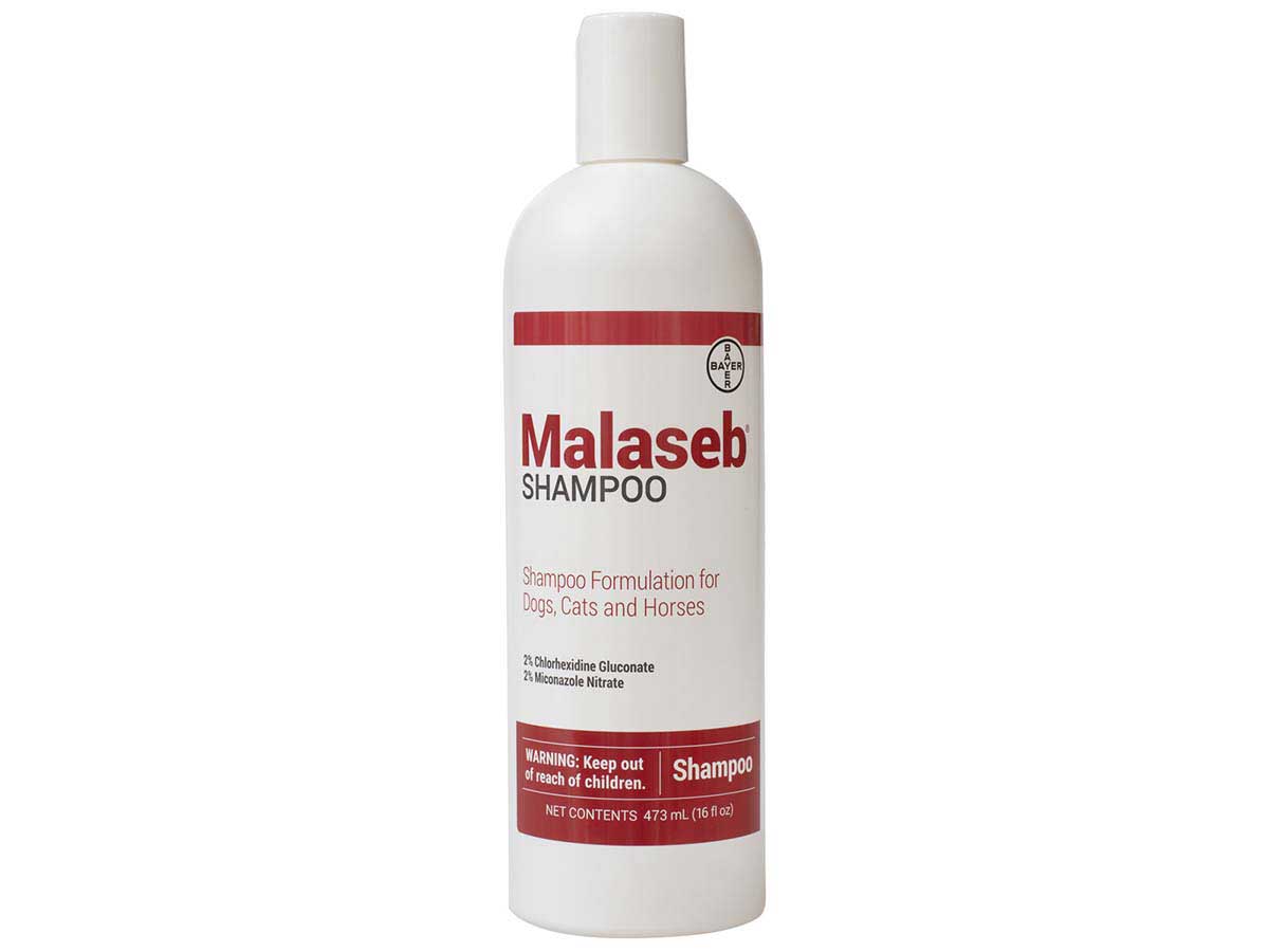 Malaseb Shampoo For Dogs Cats And Horses Bayer Medicated Shampoos Conditioners Grooming Pet