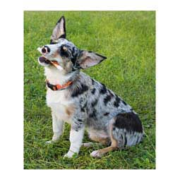 Premium Pork Chomps Mini Twistz Dog Treats Chicken 12 ct - Item # 33774