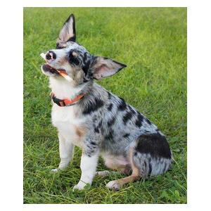 Premium Pork Chomps Mini Twistz Dog Treats Chicken 12 ct - Item # 33774