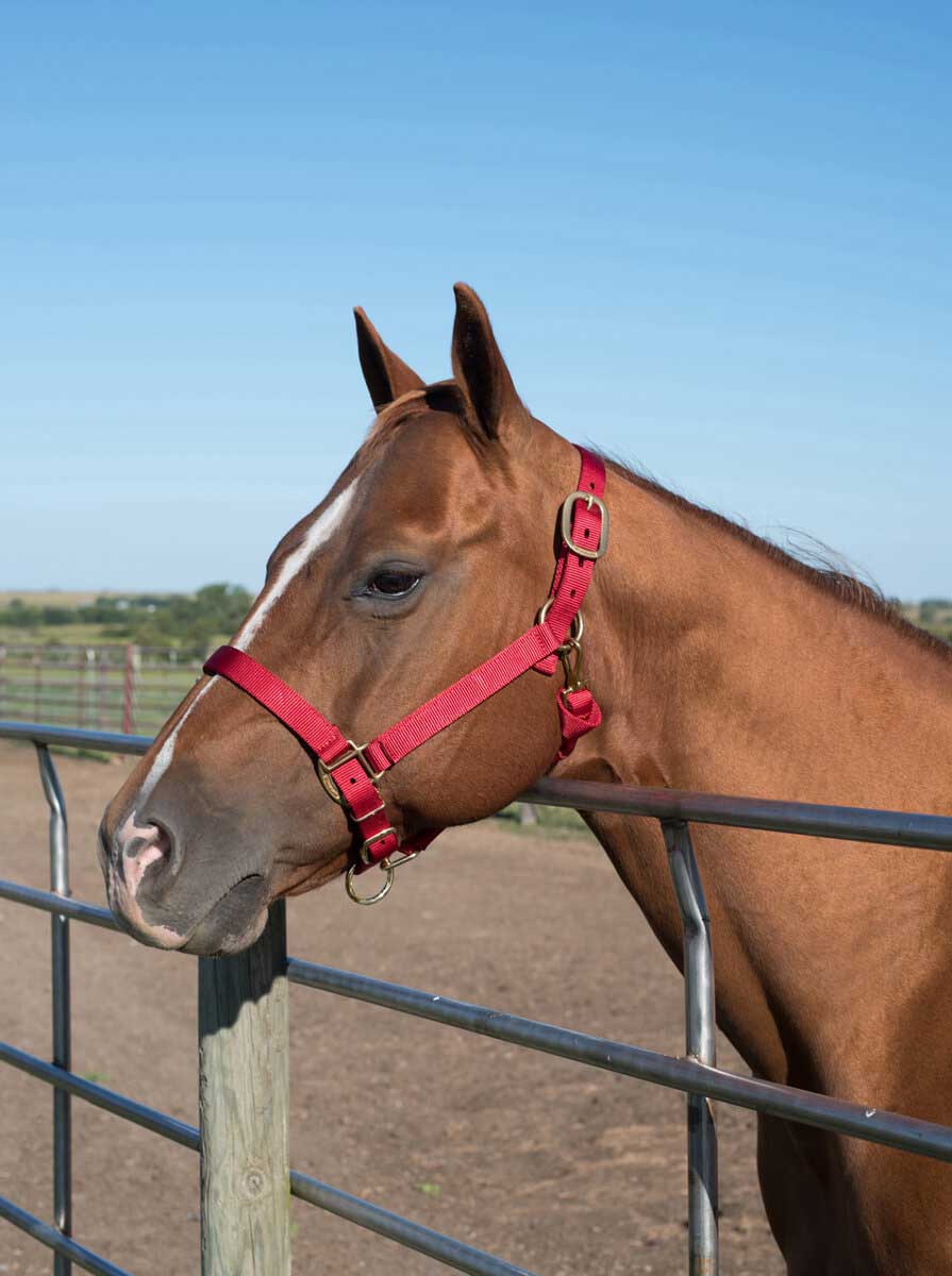 Nylon Horse Halter Valley Vet Supply - Halters